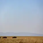 Kenia.- AMP.- Mueren once personas tras estrellarse una avioneta con turistas de camino a la reserva de Masái Mara