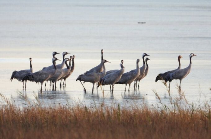 Ecologistas ofrecen medidas para evitar la propagación de la gripe aviar en Extremadura en la migración de las grullas Ecologistas ofrecen medidas para evitar la propagación de la gripe aviar en Extremadura en la migración de las grullas