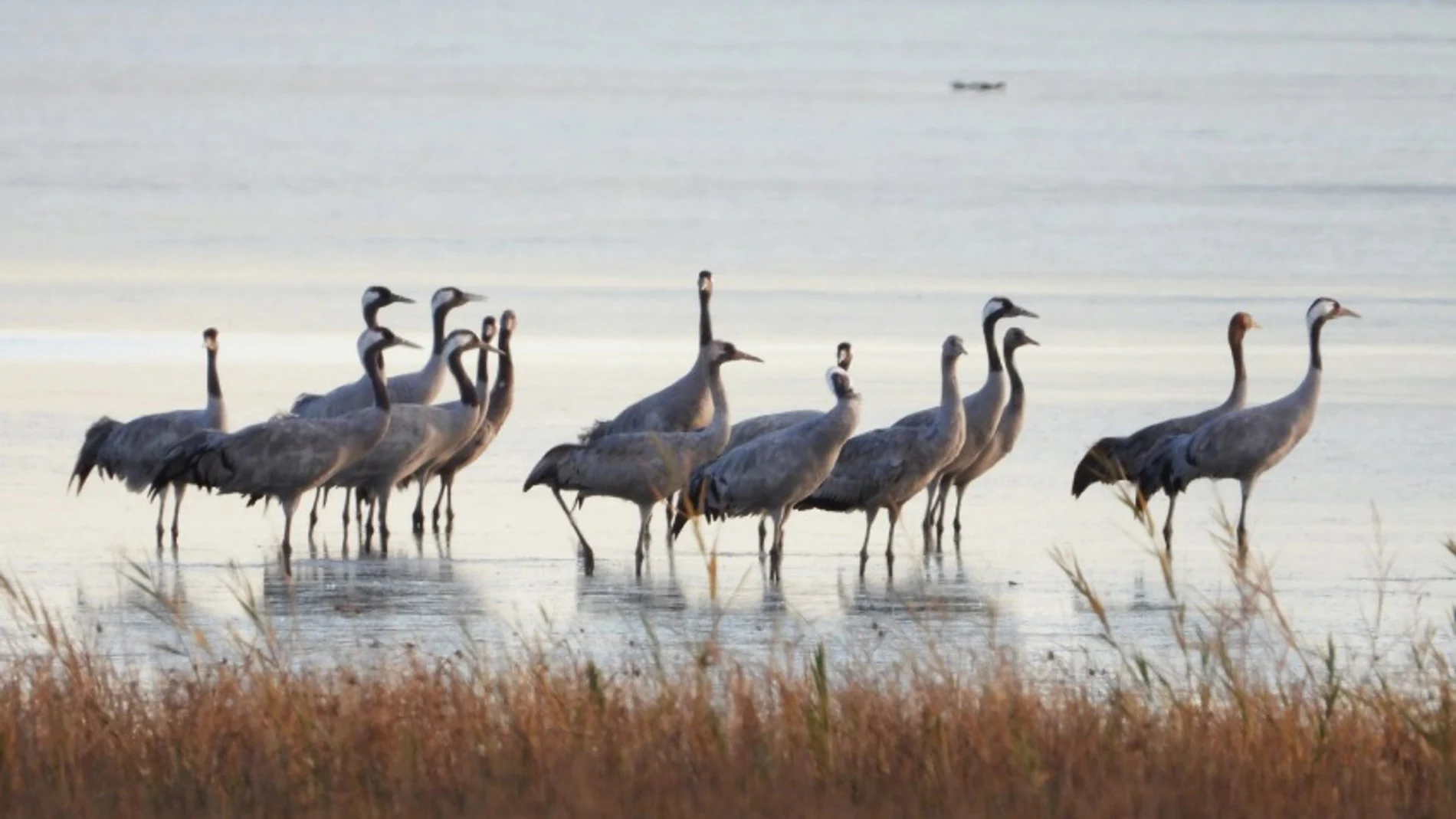 Ecologistas ofrecen medidas para evitar la propagación de la gripe aviar en Extremadura en la migración de las grullas