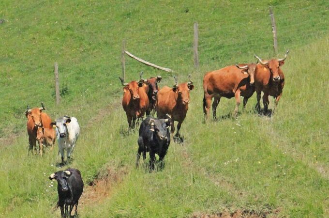 Una ganadería entera al matadero por un único toro enfermo de tuberculosis Una ganadería entera al matadero por un único toro enfermo de tuberculosis