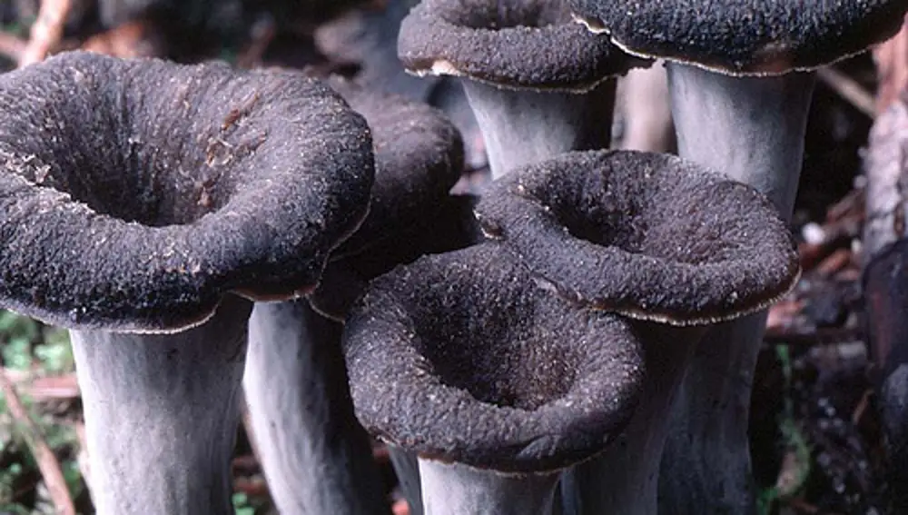 Trompeta de la muerte