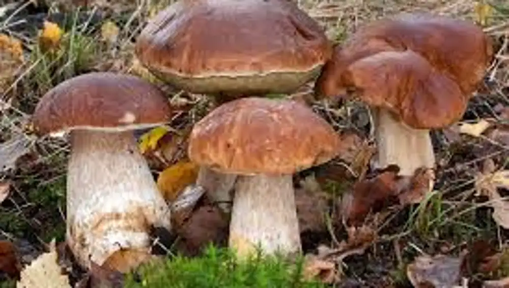 Boletus de Burdeos