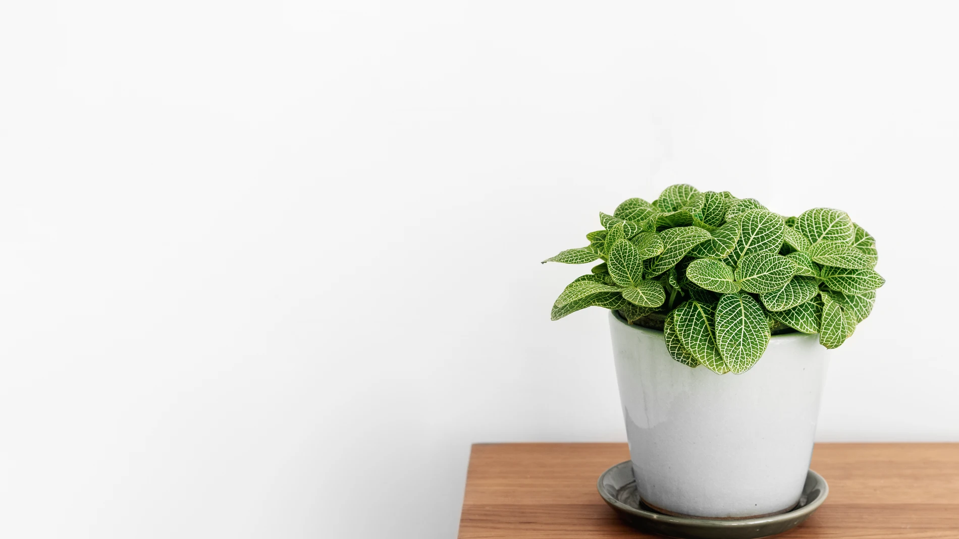 Esta es la planta que todos quieren en casa: no necesita cuidados especiales y crece sola