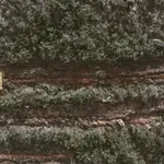 Para replantar hay que preparar el terreno y a veces es necesario quitar masa vegetal, algo que se tiene en cuenta en el cálculo de CO2 total