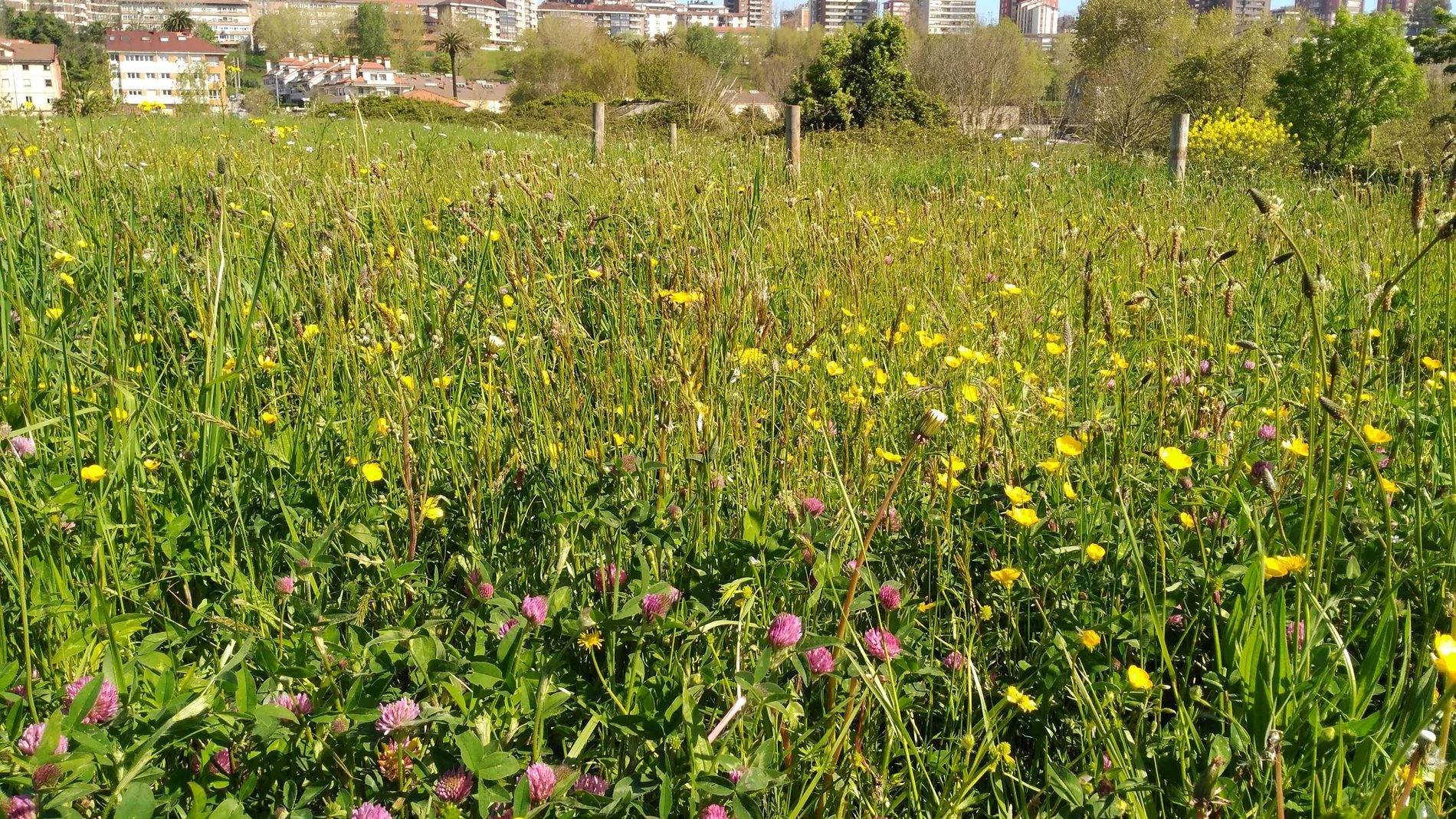 Prado natural en la ciudad de Santander. SEO/BirdLife insta a integrar la biodiversidad en el diseño y planificación de las ciudades, para mejorar la saludREMITIDA / HANDOUT por SEO/BIRDLIFEFotografía remitida a medios de comunicación exclusivamente para ilustrar la noticia a la que hace referencia la imagen, y citando la procedencia de la imagen en la firma30/10/2025