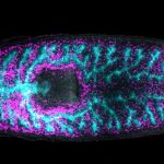 Activación de las células responsables de la regeneración Activación de las células responsables de la regeneración