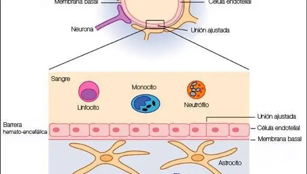 Barrera hematoencefálica (BHE) y su funcionamiento