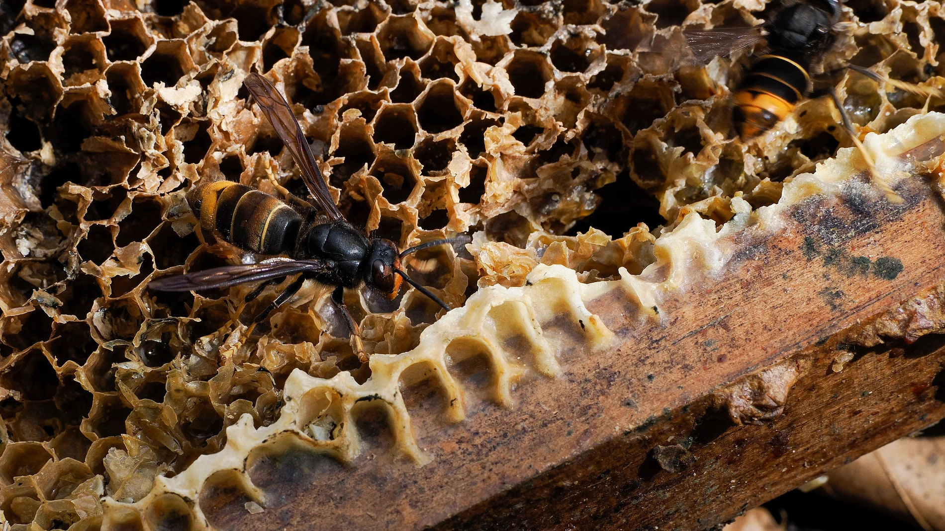 FOTODELDIA O SAVIÑAO (LUGO) 31/10/2025.- Vista de las 60 colmenas en la parroquia de Escairón, en O Saviñao (Lugo) que sufren cada año el impacto de la avispa velutina, a pesar de que no vive en la zona más problemática. Con sus patas amarillas y una franja anaranjada característica, la avispa velutina ha colonizado Galicia en poco más de una década y ha provocado este mes tres muertes en solo dos semanas, pero también causa el terror entre los apicultores, que pueden llegar a perder hasta el...