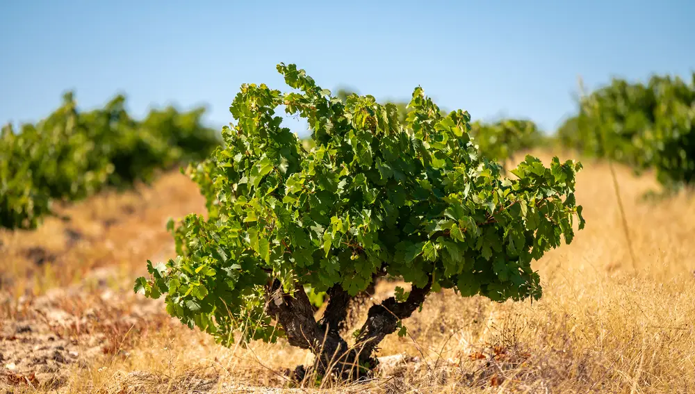Viña centenaria de Peña Aguda