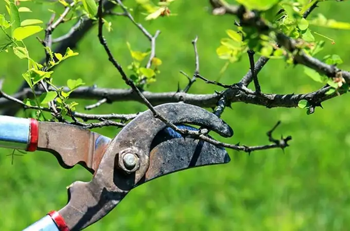 El árbol que debes podar en invierno para una primavera más sana El árbol que debes podar en invierno para una primavera más sana