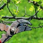  El &aacute;rbol que debes podar en invierno para una primavera m&aacute;s sana