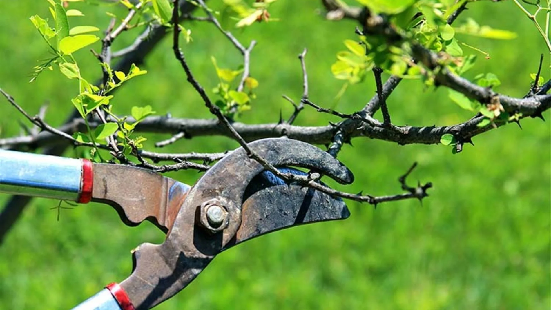 El árbol que debes podar en invierno para una primavera más sana