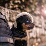 ¿Debes ponerle abrigo a tu perro en invierno? Esta veterinaria lo aclara