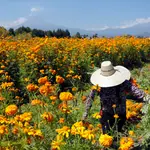 Cempasúchil, la flor mexicana que guía a las almas de los muertos de vuelta a sus hogares