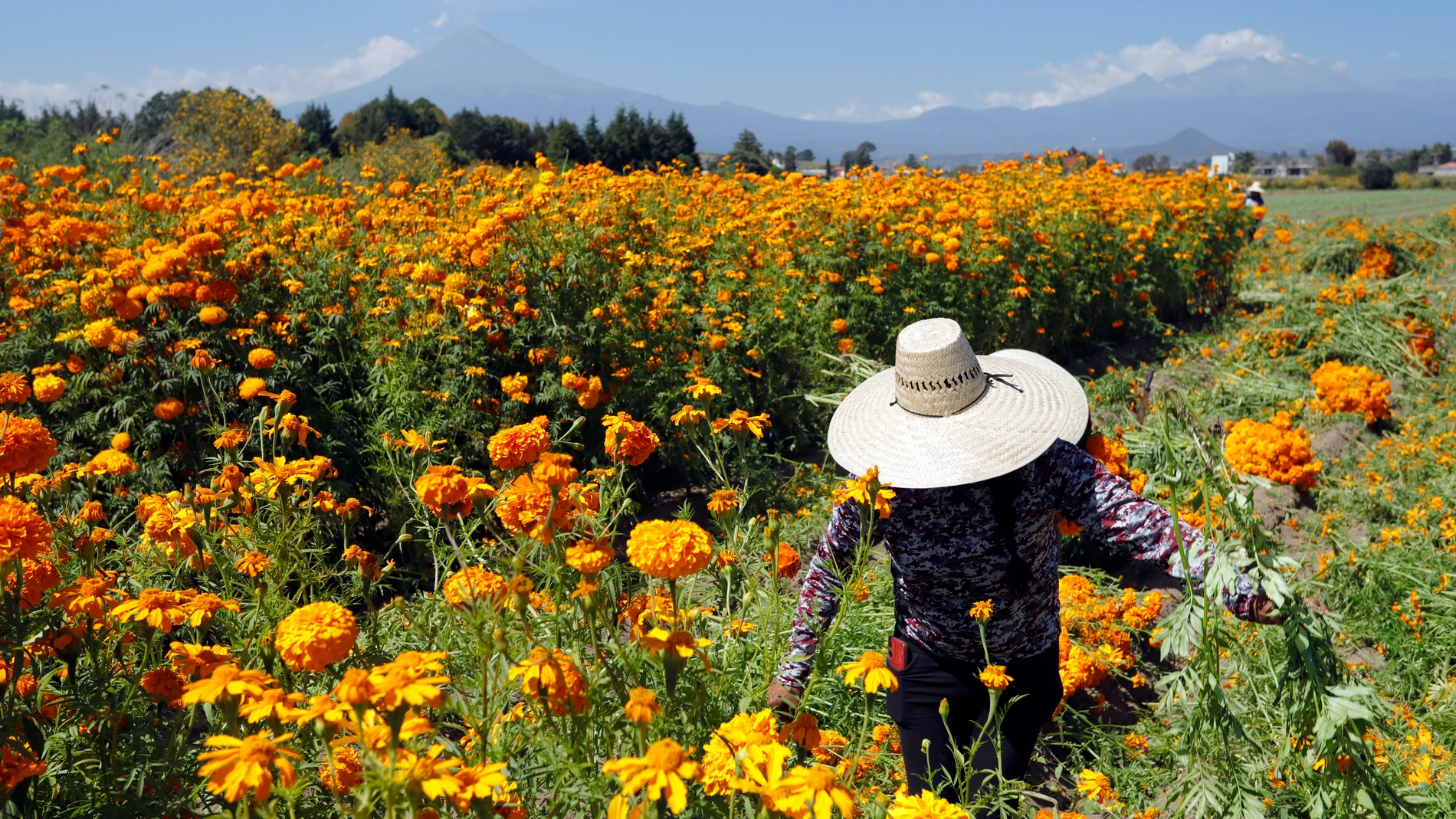 MEX7162. TENANGO DEL VALLE (MÉXICO), 31/10/2025.- Agricultores cosechan flores de cempasúchil este viernes, en Tenango del Valle, Estado de México (México). Los campos de flor de cempasúchil se convierten en un espectáculo visual y sensorial en la antesala al tradicional del Día de Muertos en México, cuando los productores del municipio de Atlixco, en el estado de Puebla (centro), comienzan a cortar las flores para llevarlas a todos los rincones del país y con ellas -y su olor peculiar- llama...
