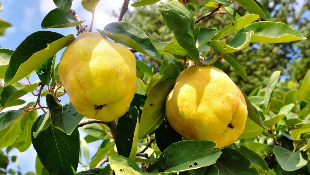 Árbol del membrillo