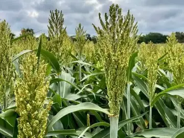 Este antiguo grano que resistente a la sequía está destinado a convertirse en el próximo superalimento Este antiguo grano que resistente a la sequía está destinado a convertirse en el próximo superalimento
