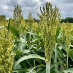 Este antiguo grano que resistente a la sequía está destinado a convertirse en el próximo superalimento