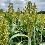 Este antiguo grano que resistente a la sequía está destinado a convertirse en el próximo superalimento