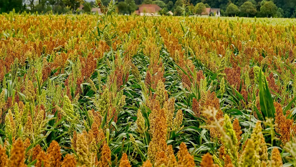 Cultivos de Sorgo