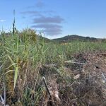 Los agricultores, los últimos en salir de la dana: el 40% sigue por recuperar la actividad económica