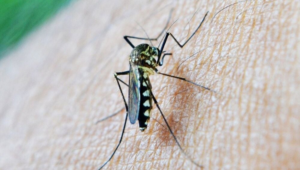 Andalucía confirma un segundo caso de fiebre del Nilo en un vecino de Morón y otro en estudio en La Rinconada