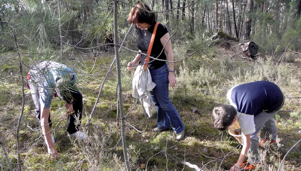 Recolecctores de setas de Castilla y León
