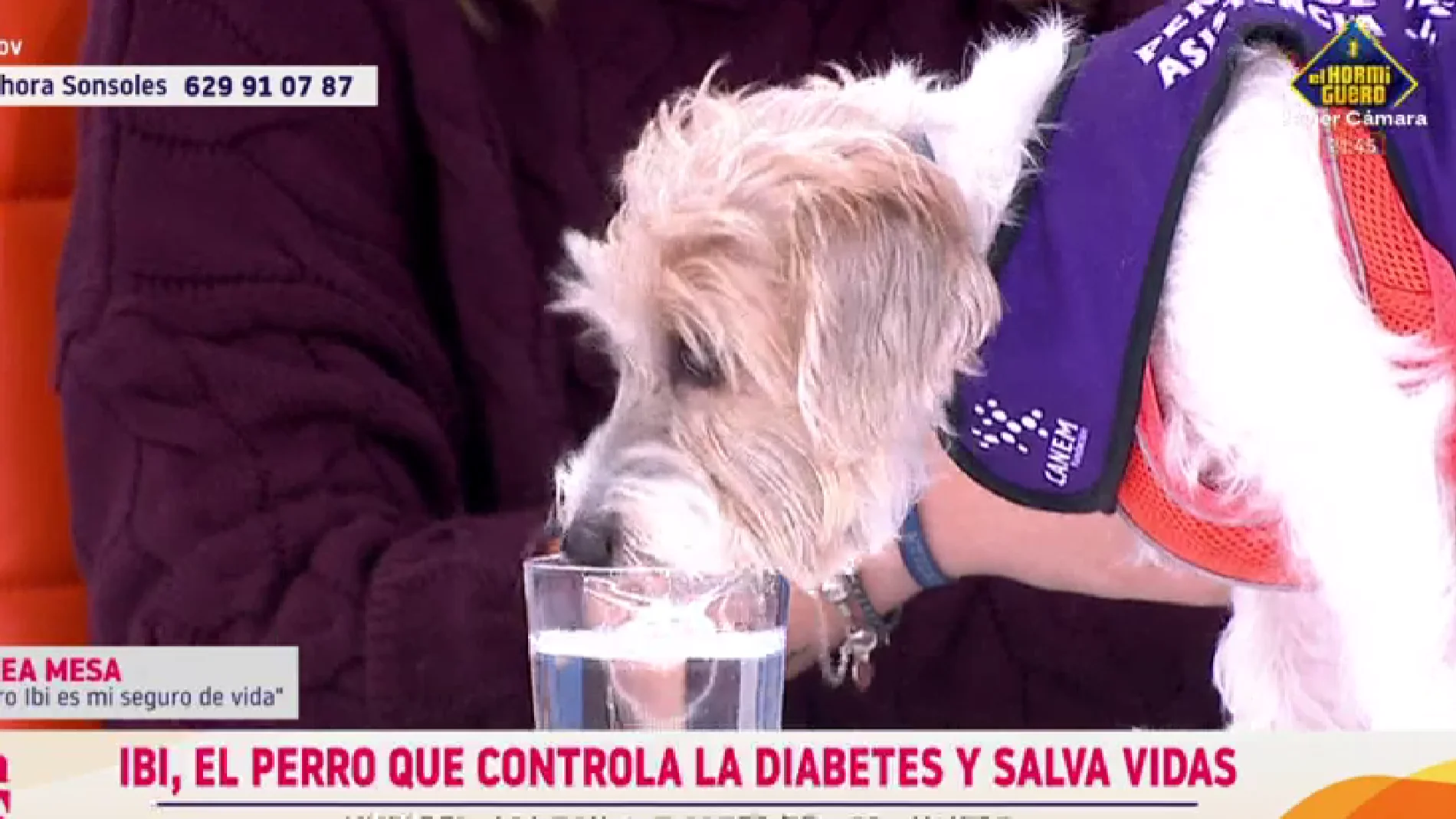 Ibi, el perro de asistencia que ayuda a su dueña a controlar la diabetes