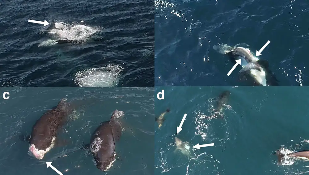 Las orcas podrían cazar tiburones blancos con más frecuencia de lo que se creía