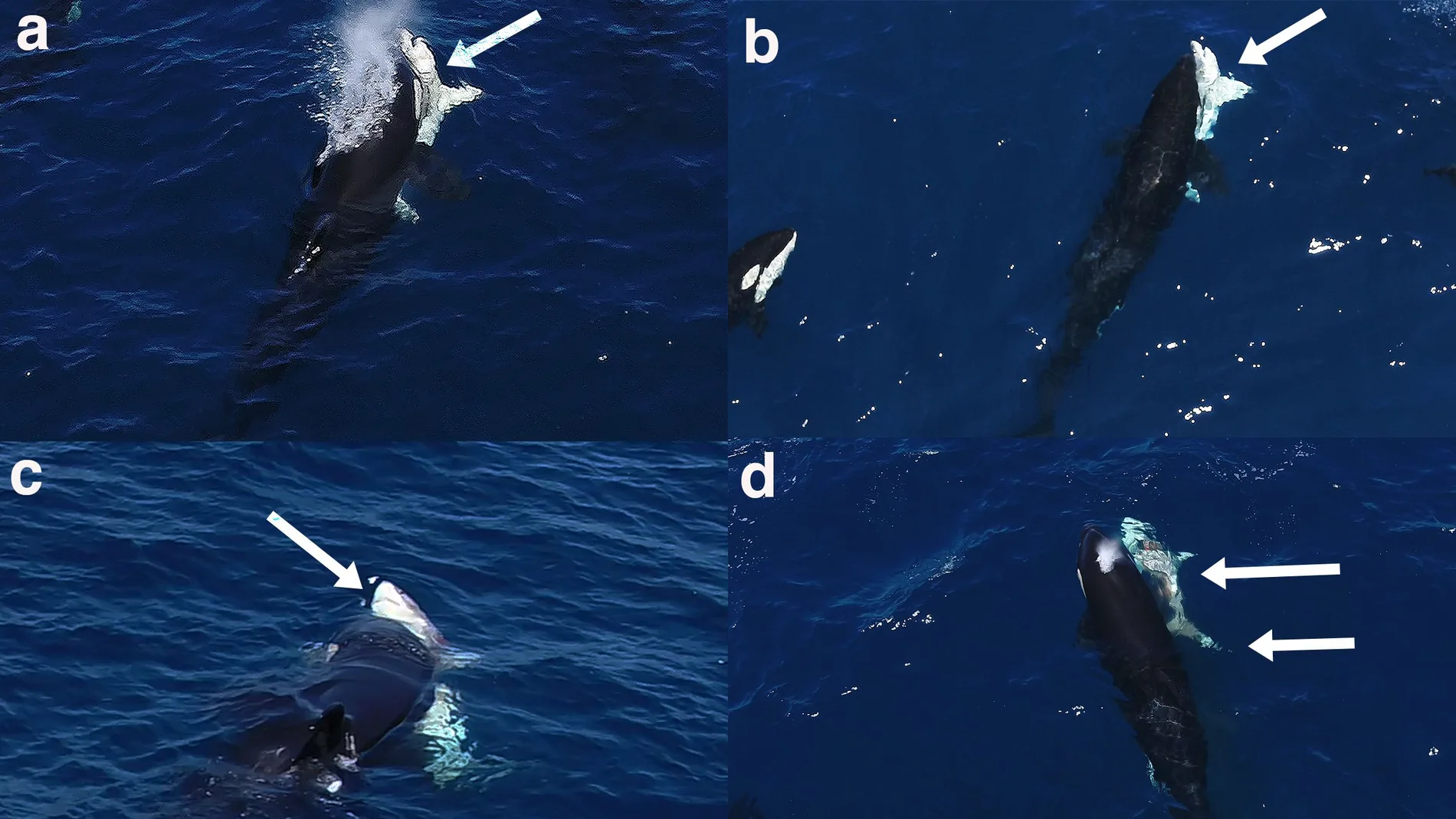 La manada de Moctezuma: caza tiburones blancos jóvenes volteándolos para comer sus hígados