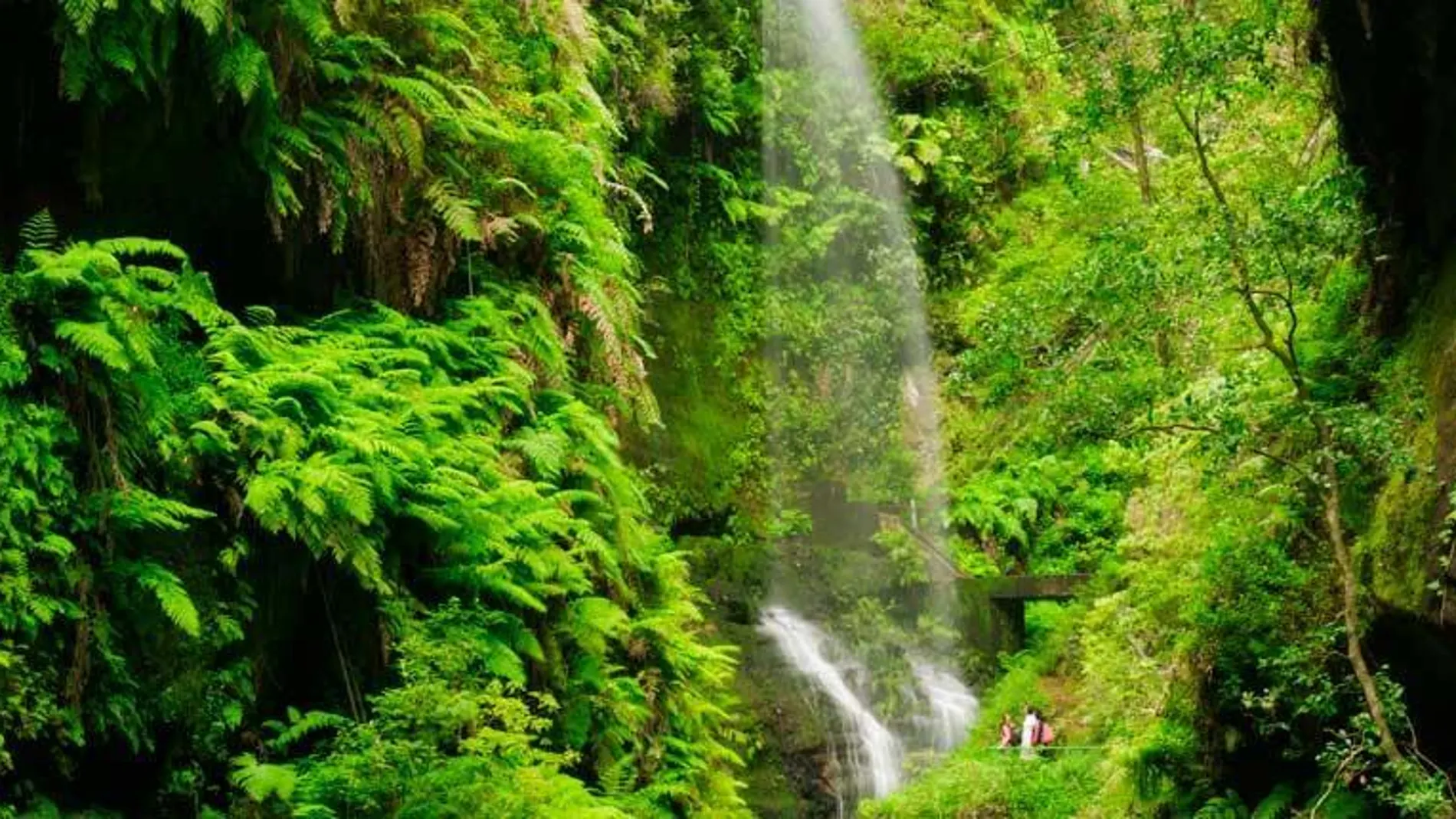 Bosque de Los Tilos, La Palma