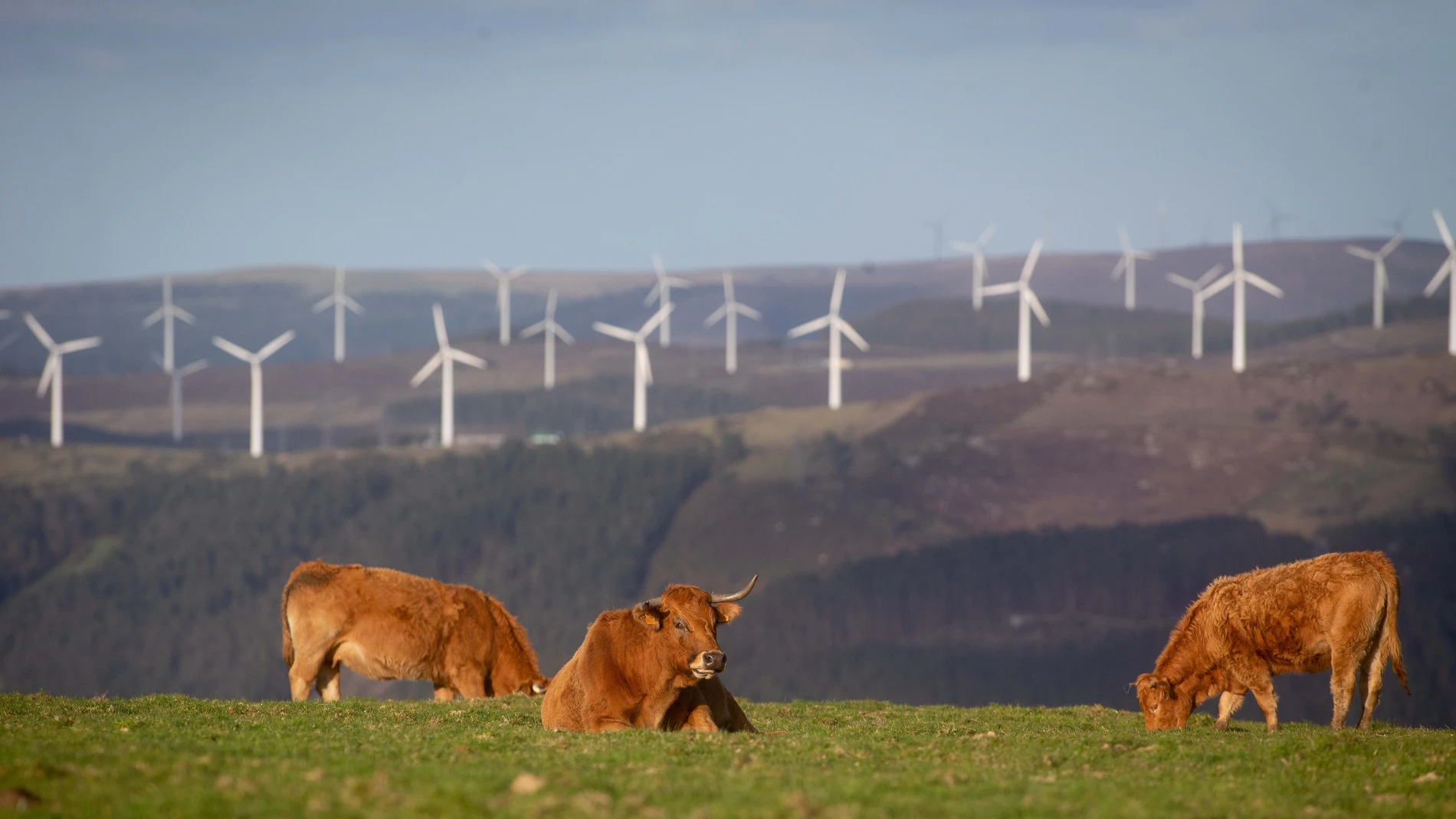 Imagen de archivo de vacas