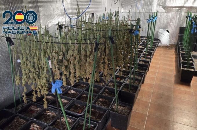 Plantación intensiva de cannabis en Ugena Plantación intensiva de cannabis en Ugena