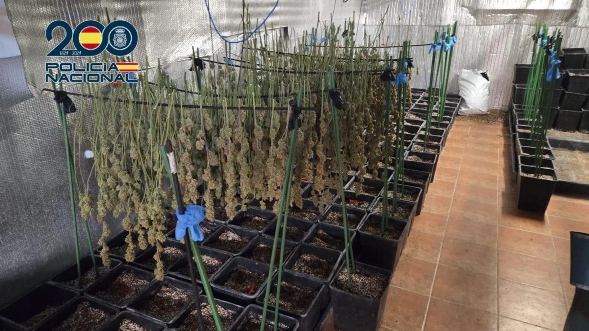 Plantación intensiva de cannabis en Ugena