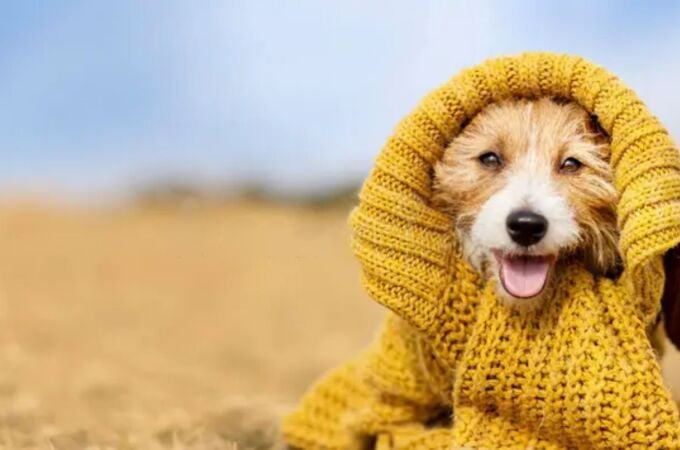 Un veterinario zanja el debate sobre si los perros deben llevar abrigo durante los paseos en invierno Un veterinario zanja el debate sobre si los perros deben llevar abrigo durante los paseos en invierno