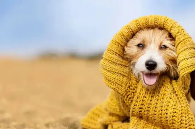 Un veterinario zanja el debate sobre si los perros deben llevar abrigo durante los paseos en invierno Un veterinario zanja el debate sobre si los perros deben llevar abrigo durante los paseos en invierno