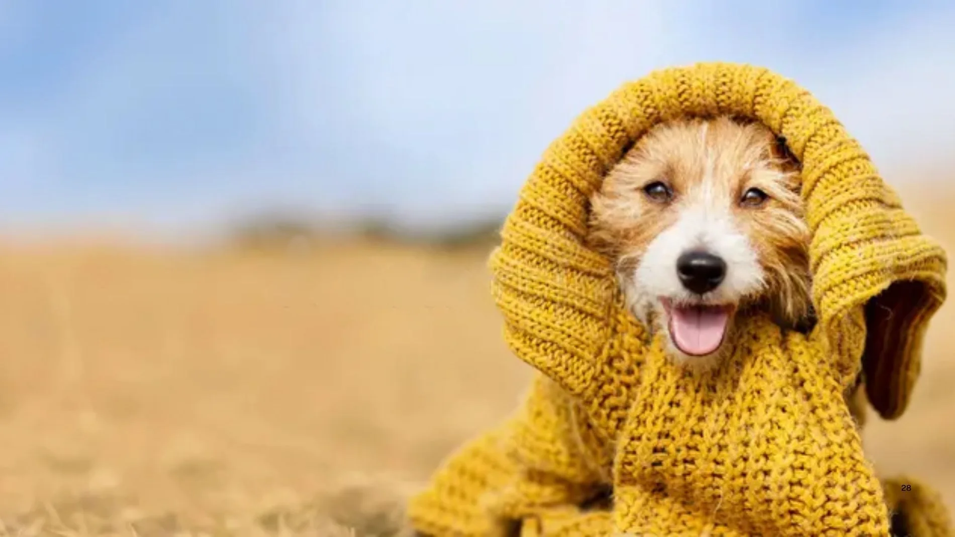 Un veterinario zanja el debate sobre si los perros deben llevar abrigo durante los paseos en invierno