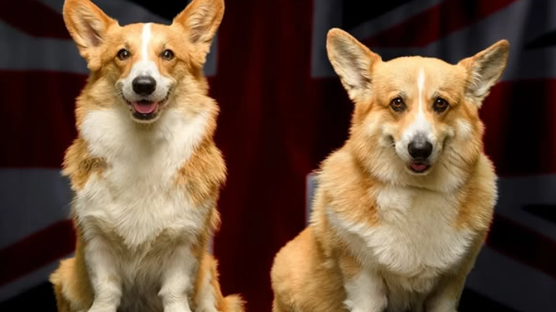 Los corgis de Isabel II