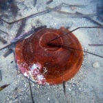 En aguas de La Vila Joiosa (Alicante) se han encontrado vasos cerámicos íntegros y un cargamento de ladrillos para la construcción, datados en el siglo XIX