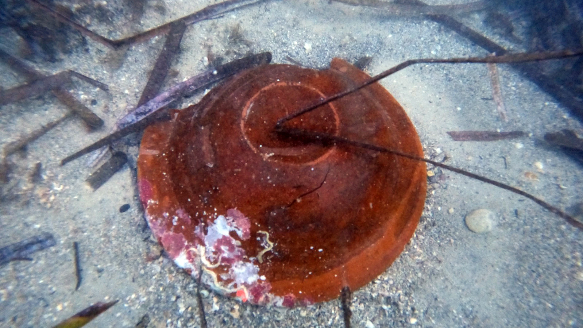 En aguas de La Vila Joiosa (Alicante) se han encontrado vasos cerámicos íntegros y un cargamento de ladrillos para la construcción, datados en el siglo XIX