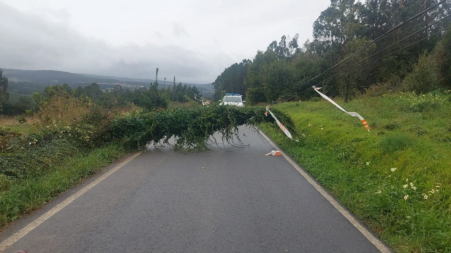 Imagen de uno de los árboles caídos ayer en Galicia.