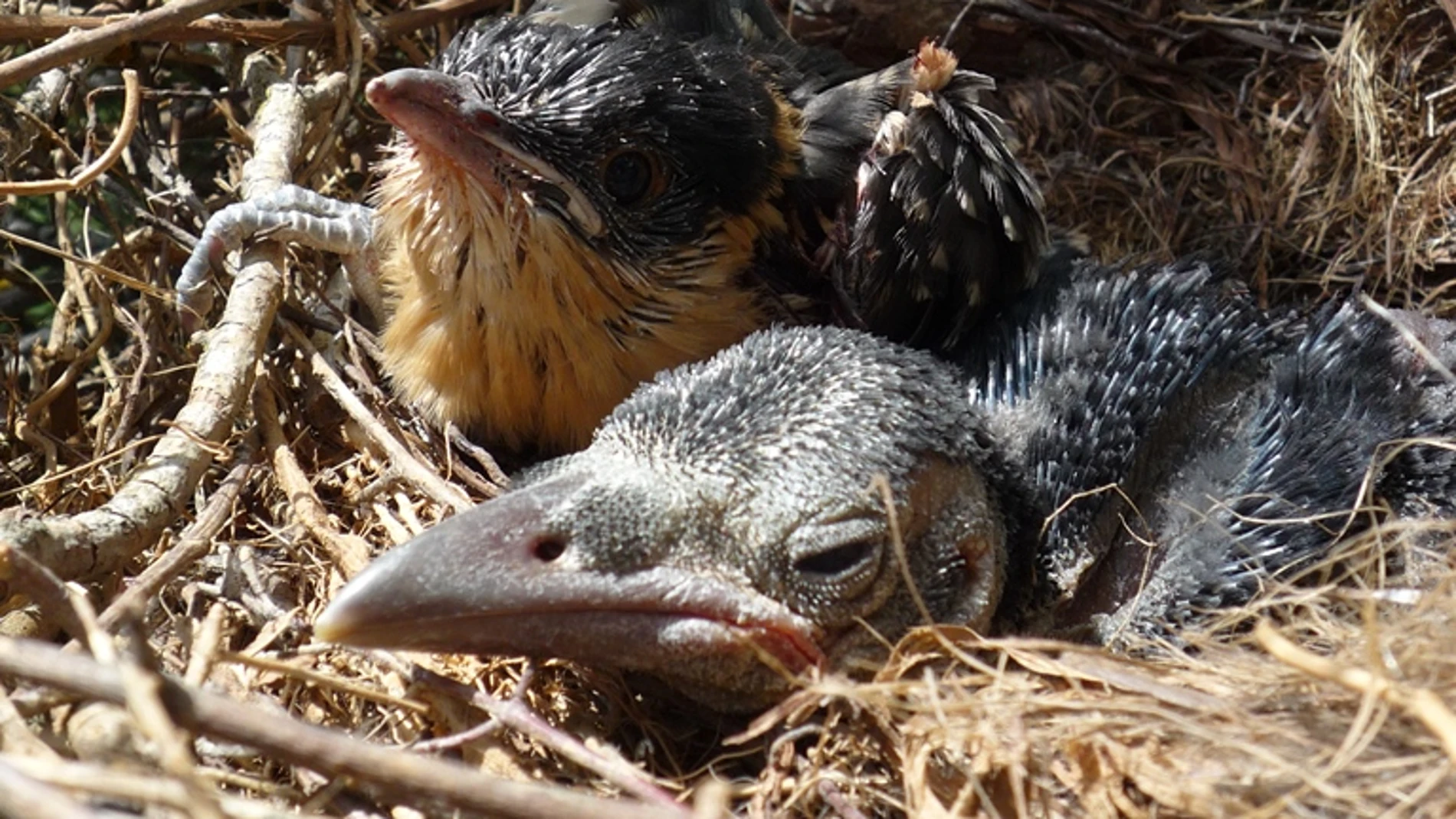 La millonaria multa que debes pagar si destruyes nidos y te pillan