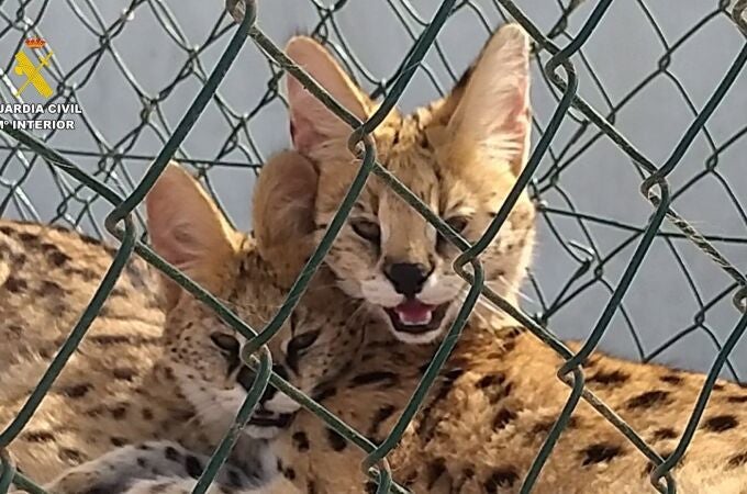 El imperio del narcotraficante José "El Buque" escondía felinos africanos sin control ni permisos CITES