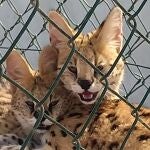 El imperio del narcotraficante José "El Buque" escondía felinos africanos sin control ni permisos CITES