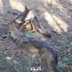 Dos de los cachorros de lobo