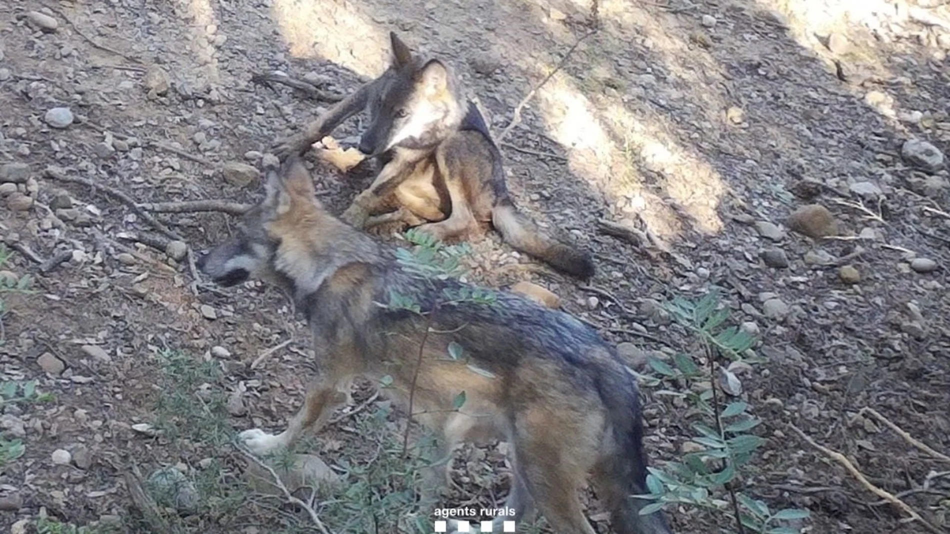 Dos de los cachorros de lobo