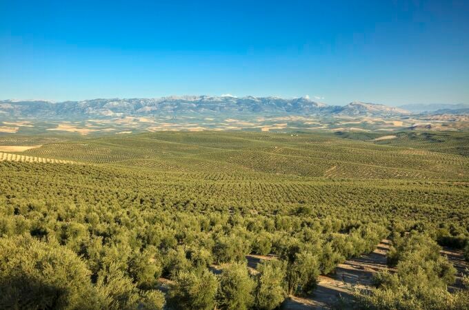 Jaén, tierra del oro verde, celebra su XII Fiesta Anual del Primer Aceite Jaén, tierra del oro verde, celebra su XII Fiesta Anual del Primer Aceite
