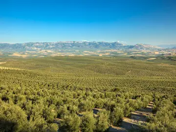 Jaén, tierra del oro verde, celebra su XII Fiesta Anual del Primer Aceite Jaén, tierra del oro verde, celebra su XII Fiesta Anual del Primer Aceite