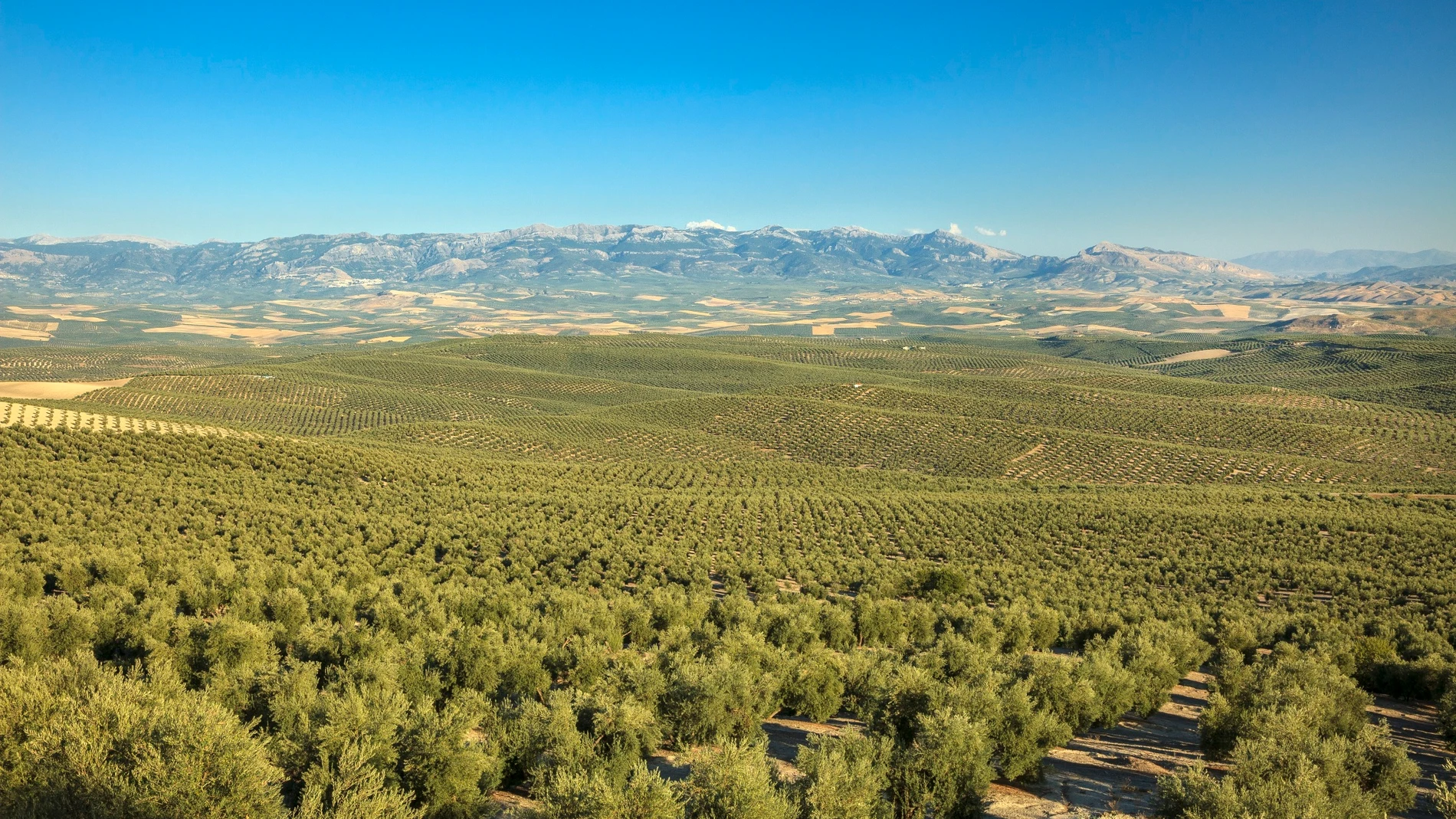 Jaén, tierra del oro verde, celebra su XII Fiesta Anual del Primer Aceite
