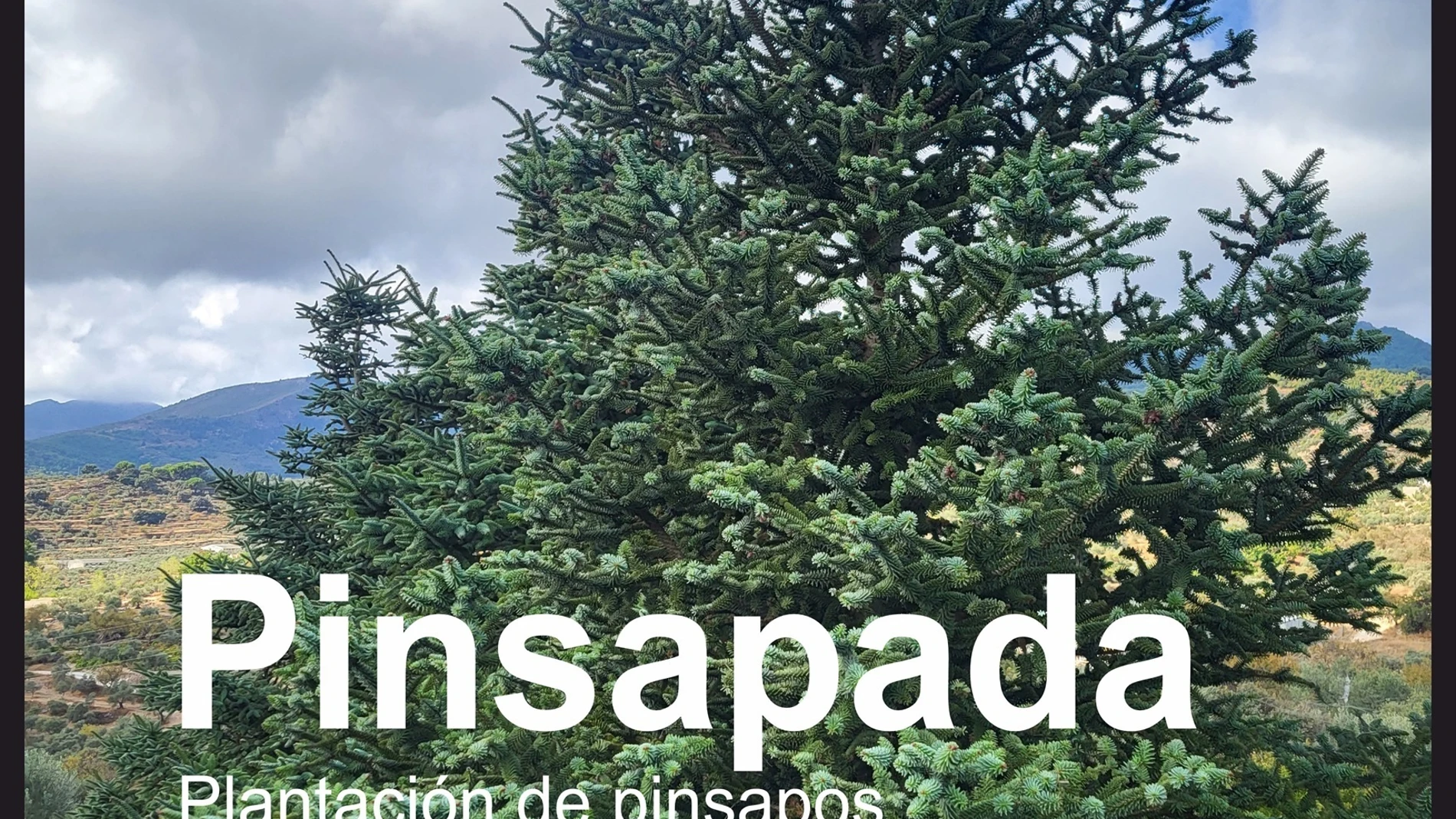 Diputación y Fundación Unicaja impulsan una plantación de pinsapos en el Parque Nacional Sierra de las Nieves
